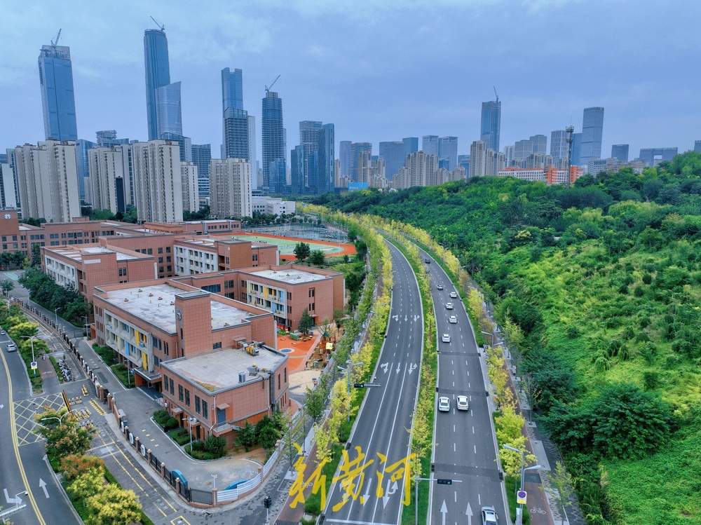 一年四季 泉在济南｜秋染泉城，娜塔栎为济南CBD道路镶“金边”