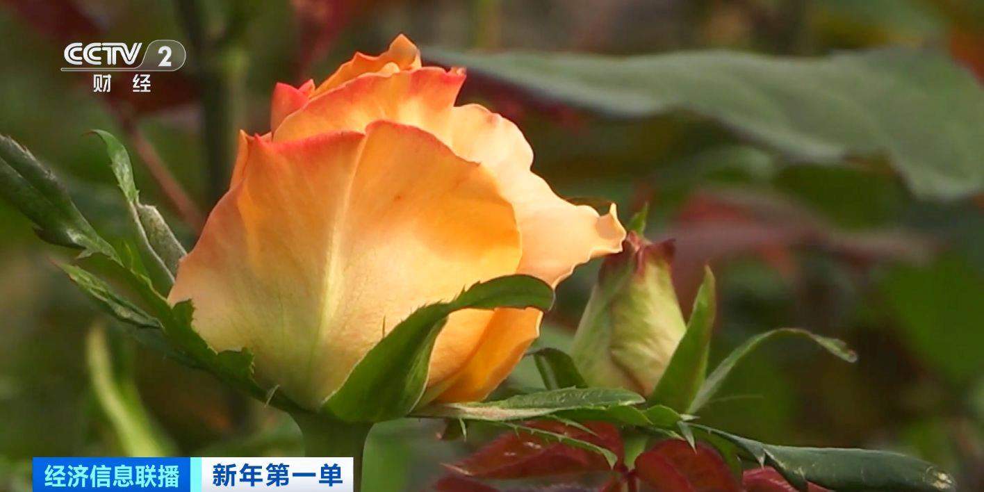 火爆!云南鲜切花火到海外 部分企业订单量暴增20%