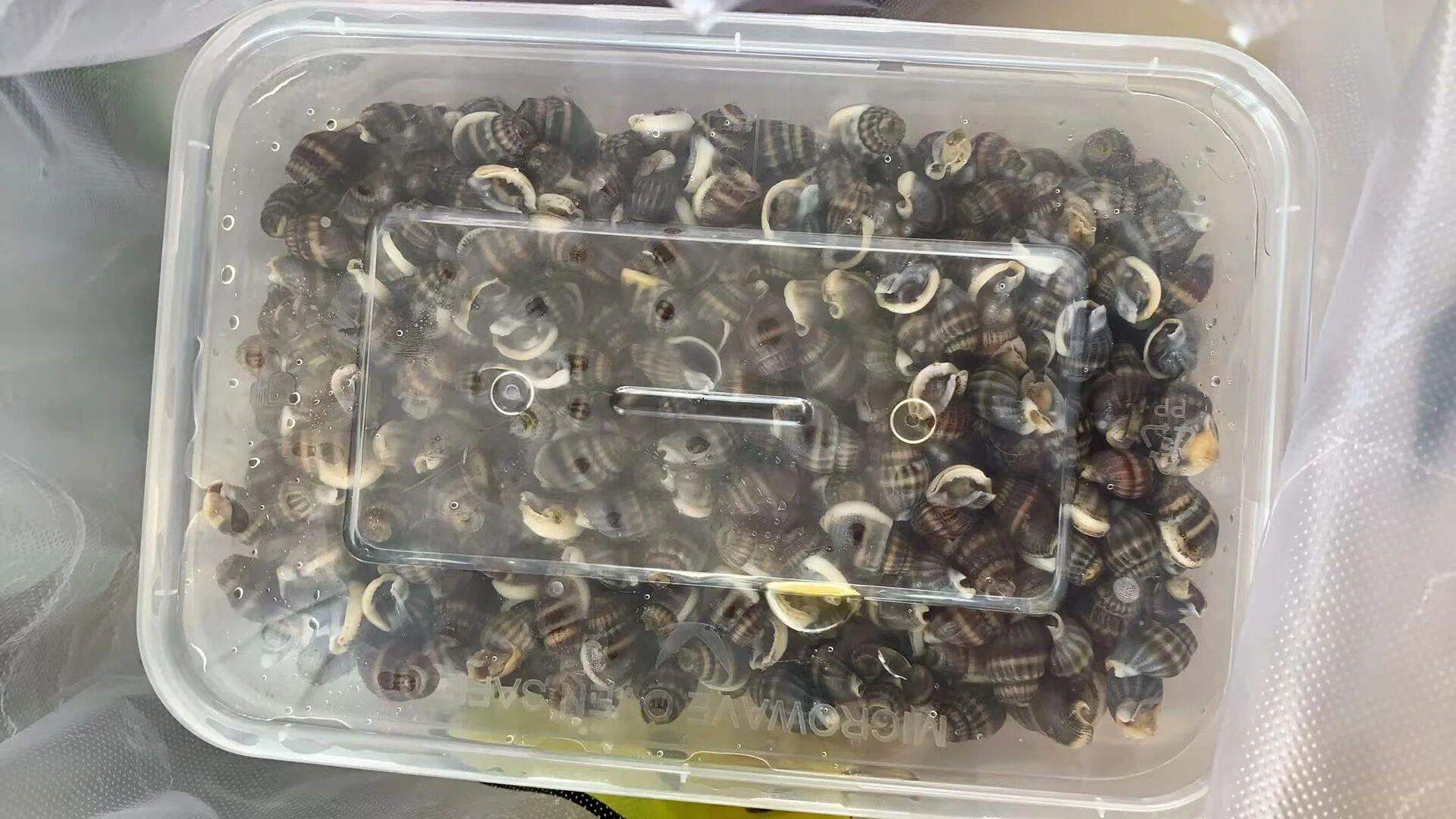 警惕!这种螺剧毒致命,千万别买别吃