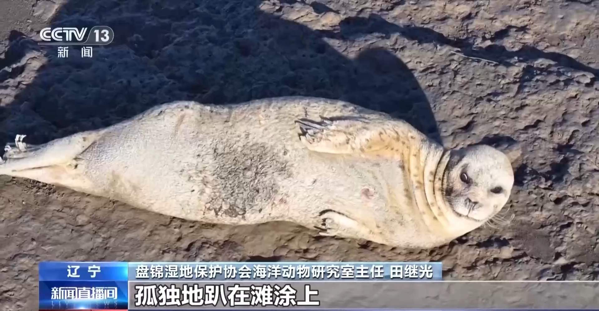 超800只野生斑海豹现身辽东湾