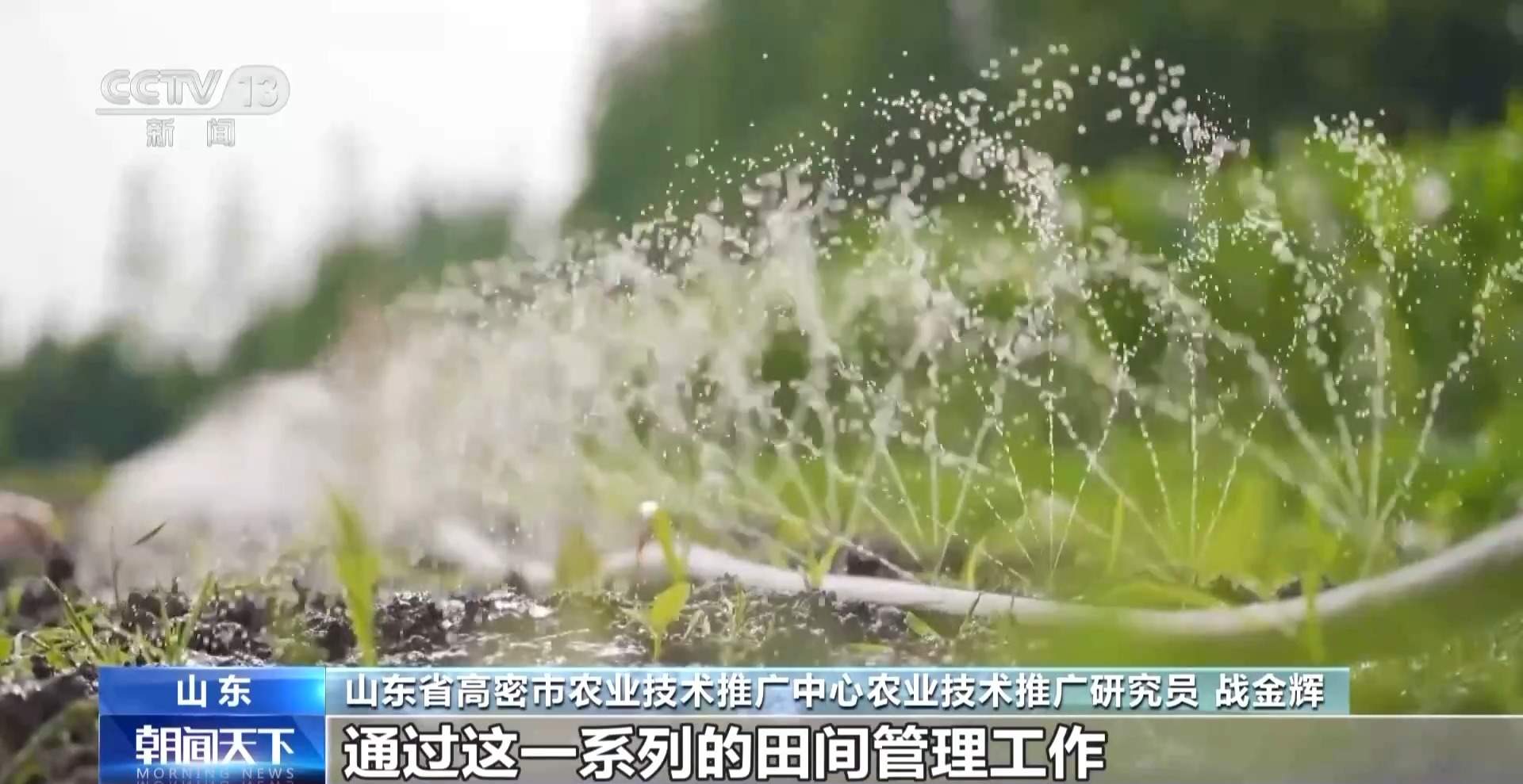 晚播麦吃上“营养餐” 山东精细化田管助小麦“强筋健骨”