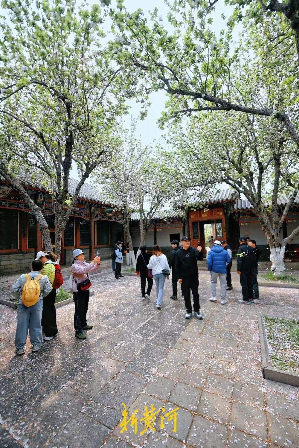 一年四季 泉在济南｜太惊艳！趵突泉公园万竹园里落下“海棠花雨”