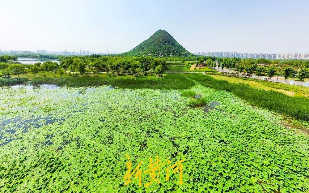 初夏荷香绕华山 华山湖成赏荷纳凉胜地