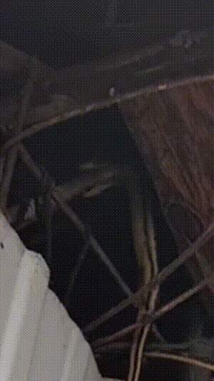 “119吗？我是110！我的‘嫌疑蛇’快被吃了”