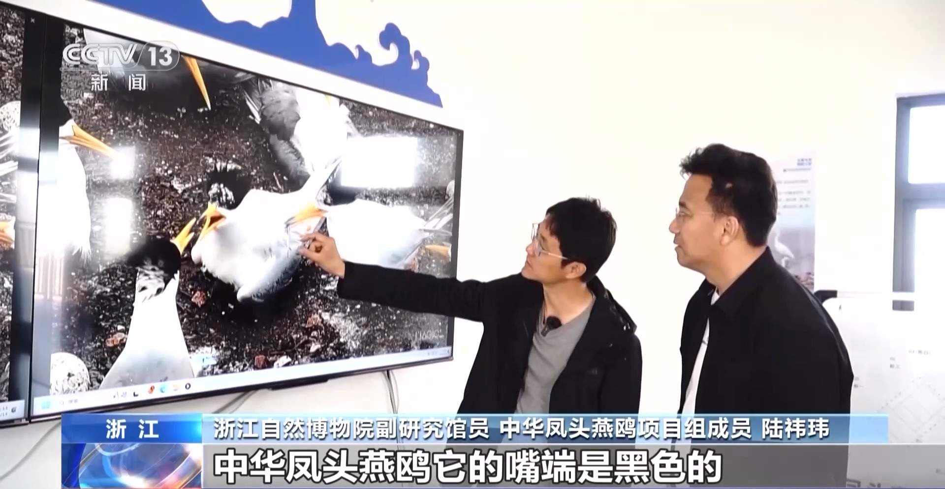 全球珍稀濒危鸟类“神话之鸟”迎来繁殖季