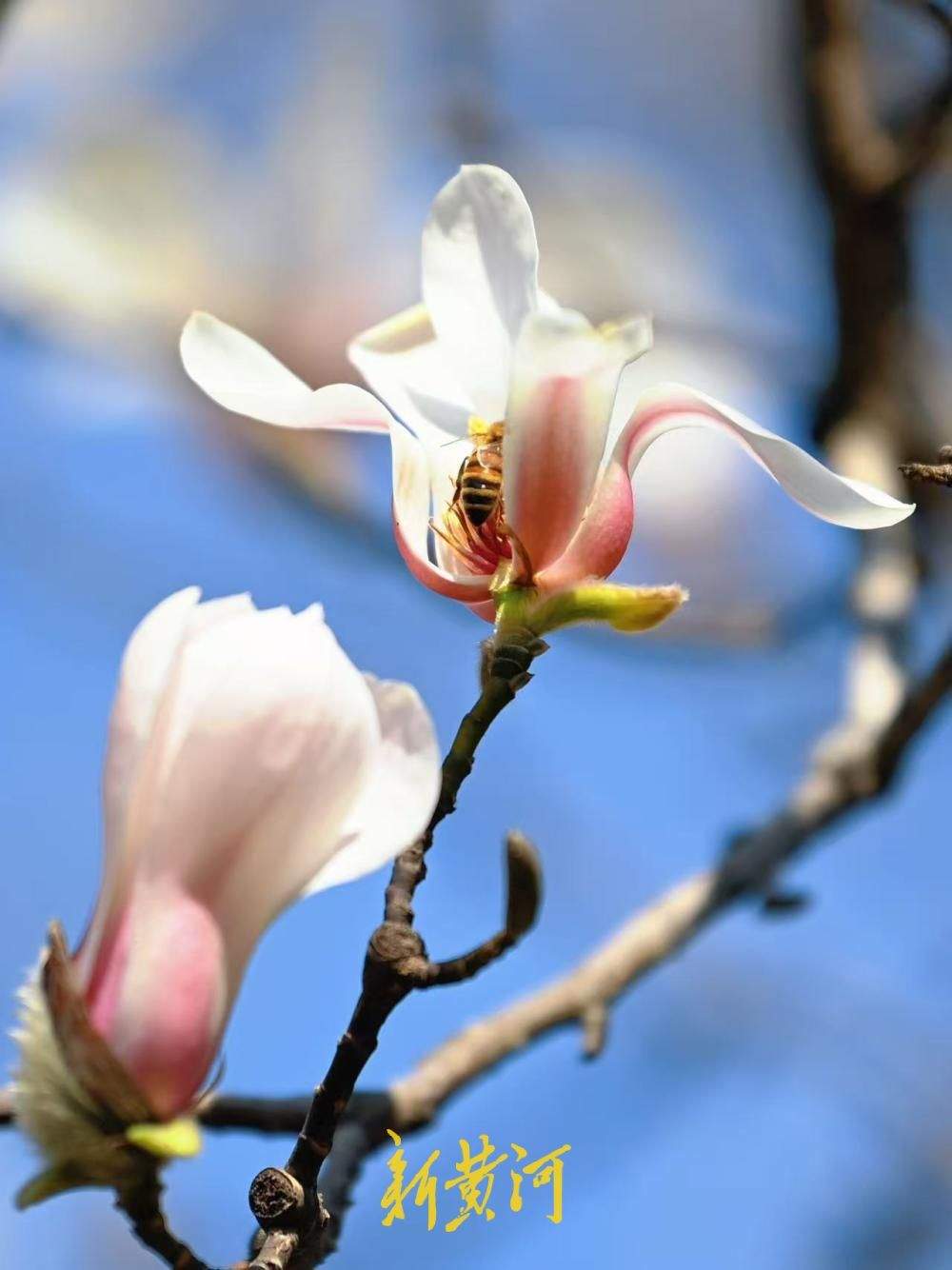 济南百花公园多株玉兰悄然绽放 三月中旬将进入盛花期