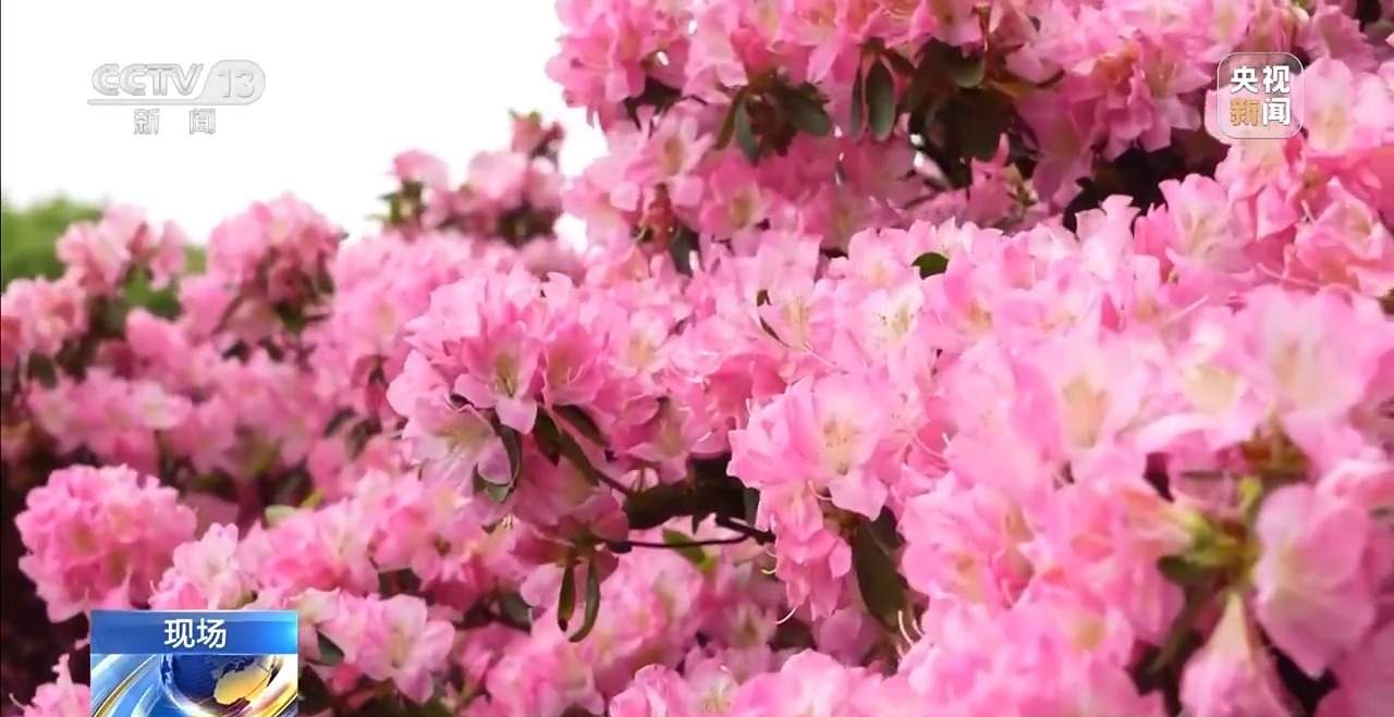 有“颜”又有“值” 朵朵春花点亮乡村致富路