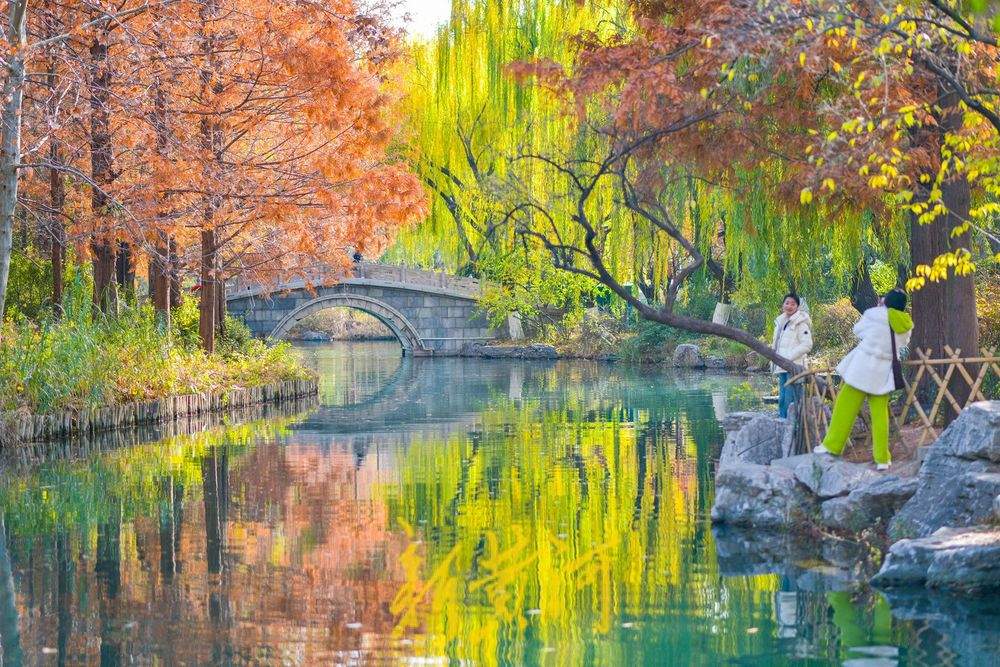 冬日暖阳映照大明湖 金黄垂柳装点济南“秋韵冬景”