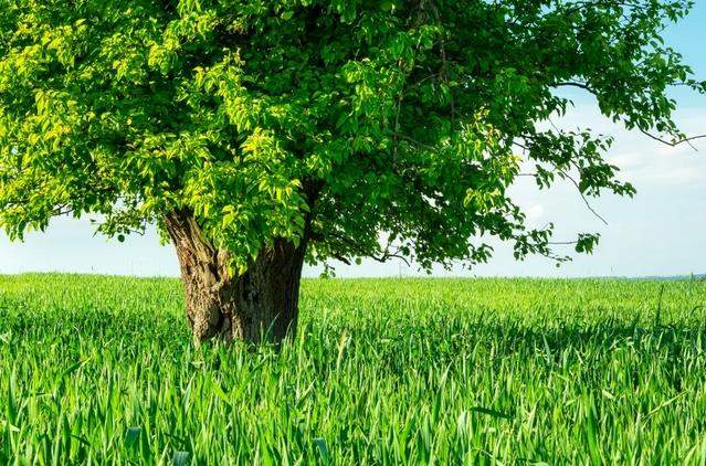 植物有大脑吗?有记忆吗? 农科院专家解答植物的浪漫“意识”