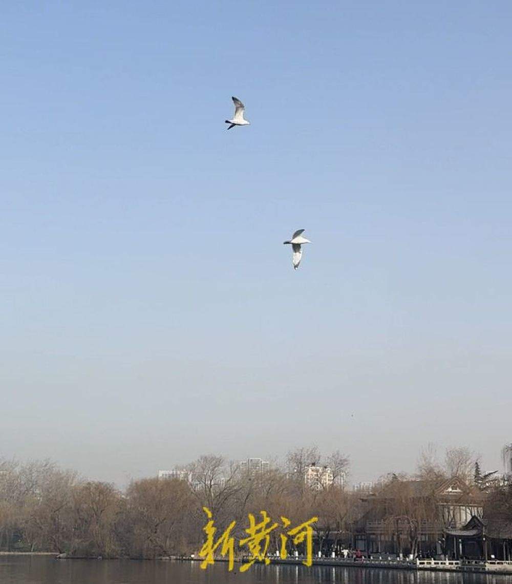 生态环境持续改善，多种候鸟在济南大明湖过“寒假”