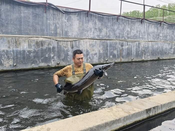 黄河岸边“游”出三文鱼！退役军人养三文鱼7年，养成后5小时可上市民餐桌