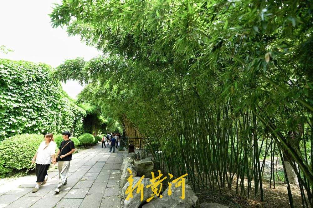 绿荫藏幽境，趵突泉竹林解锁夏日清凉