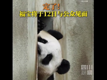 定了！福宝将于12日与公众见面
