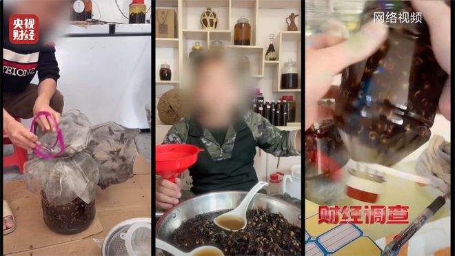 “杀人蜂”遭滥养 有人赚得盆满钵满 央视曝光