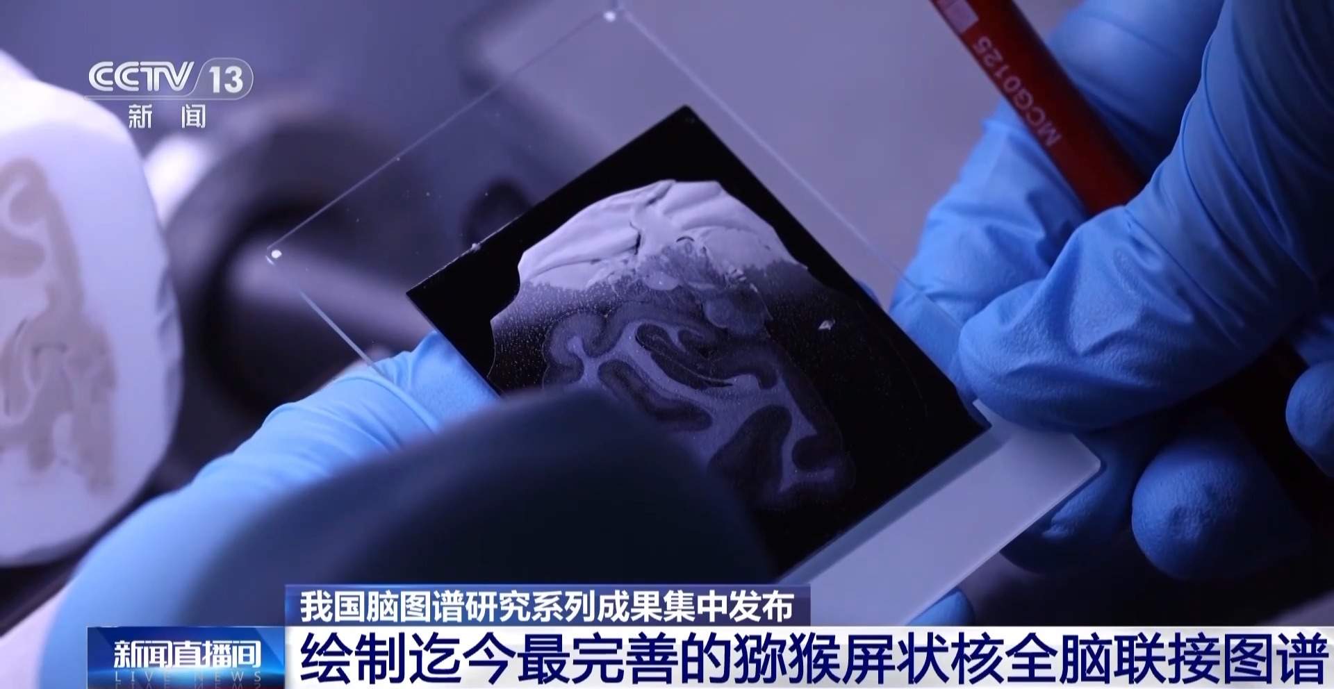 我国脑图谱研究系列成果集中发布 珍贵数据供国内外学者研究