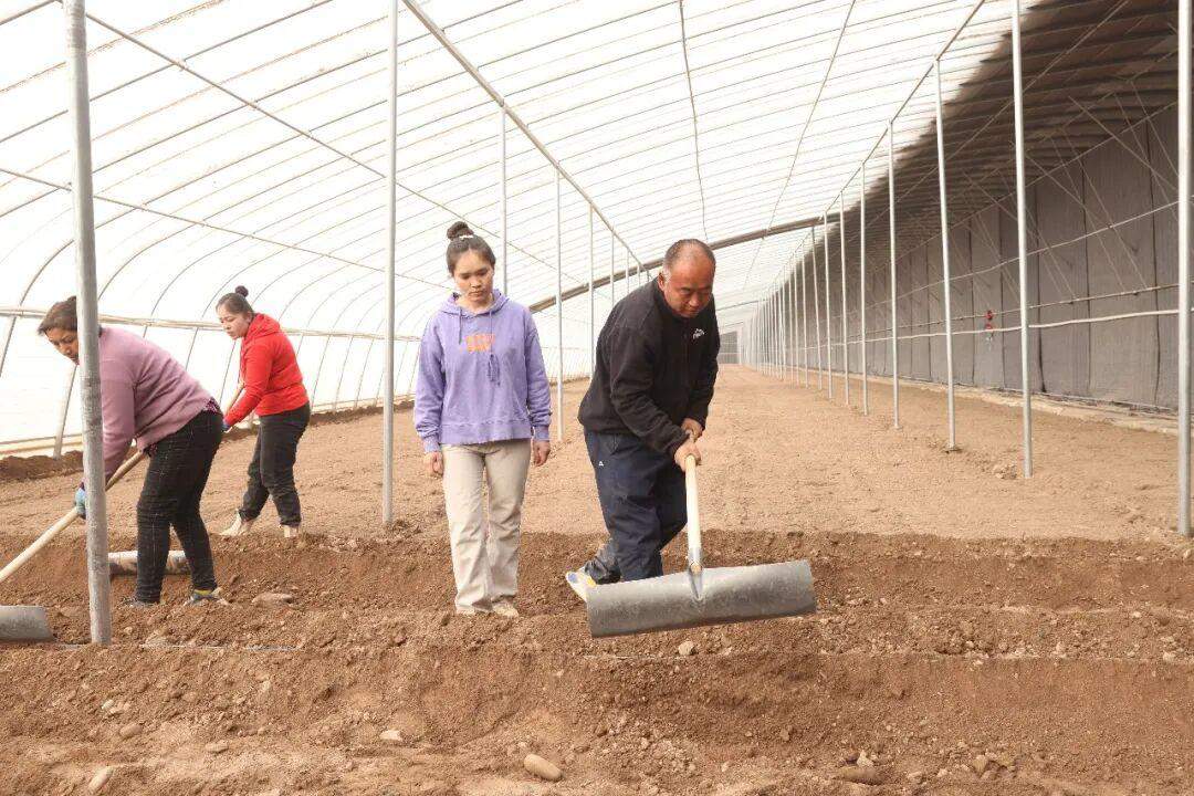 山东技术员在喀什种出“致富果”喀什零距离