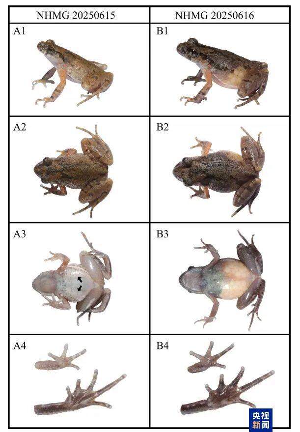新物种+1 广西发现花坪掌突蟾