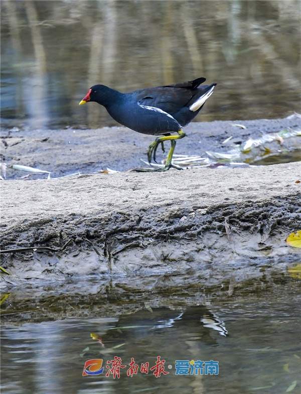水中珍禽黑水鸡，冬日栖息济南腊山河 