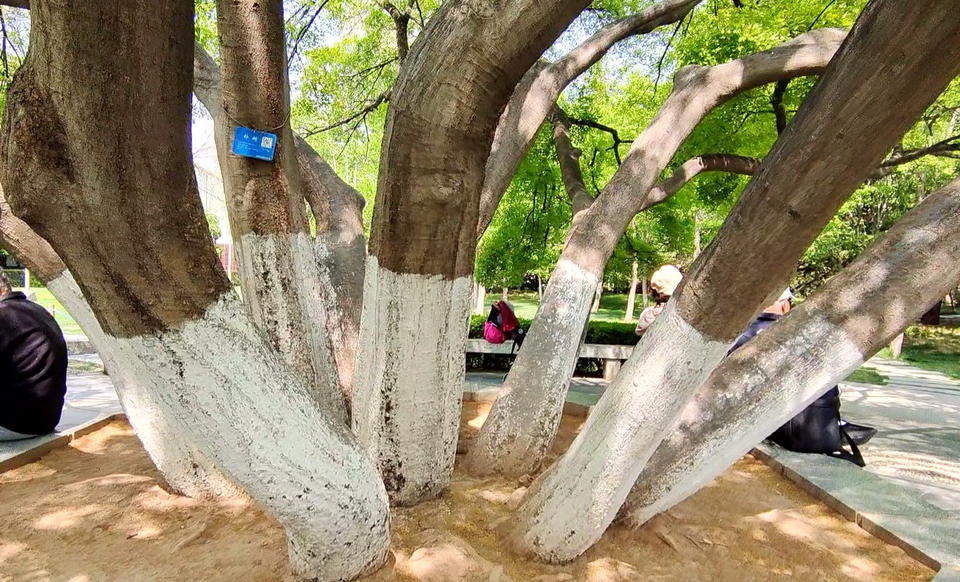 全市唯一！独木成林！快去打卡泉城公园这株“大伞”