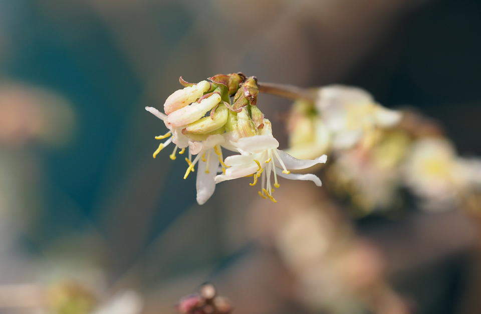 早春大明湖，郁香忍冬静待叶醒