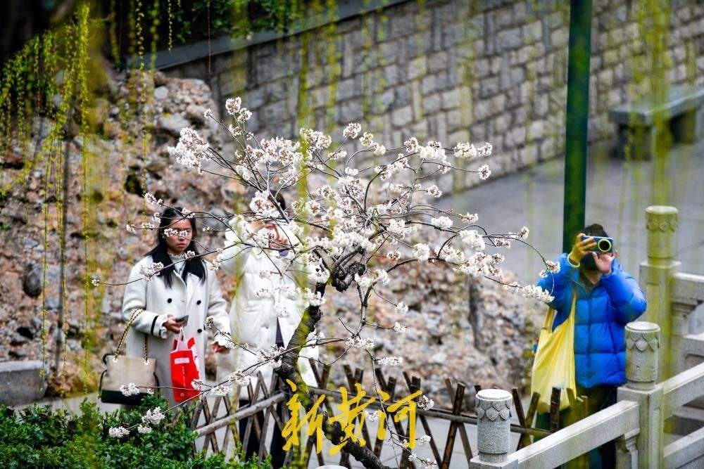 一年四季 泉在济南丨护城河畔春来早，一株早樱“抢跑”绽放送浪漫