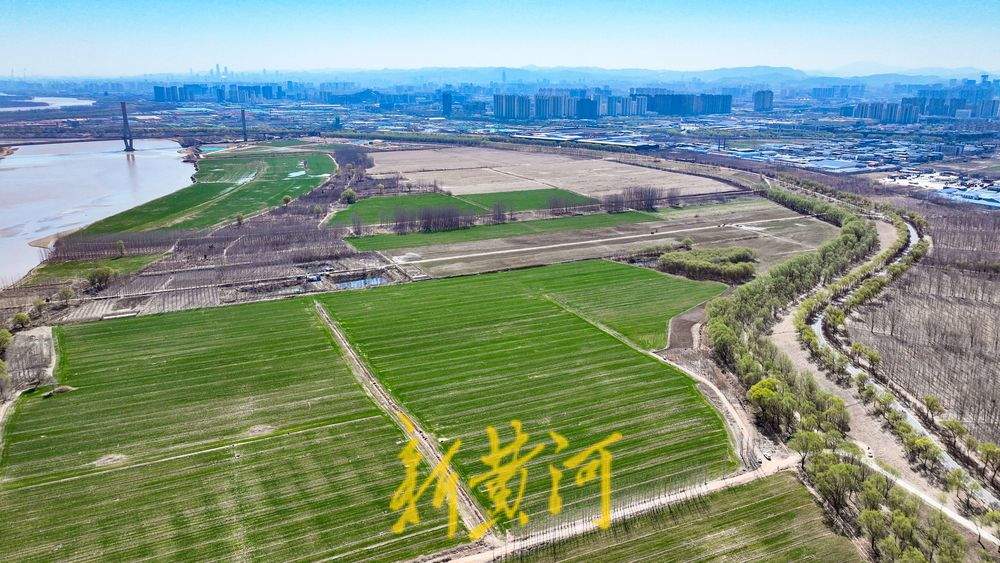 大地回春，黄河生态廊道生机勃勃