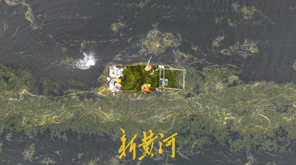 腊山分洪道水草进入生长旺季 打捞船河面穿梭作业清理