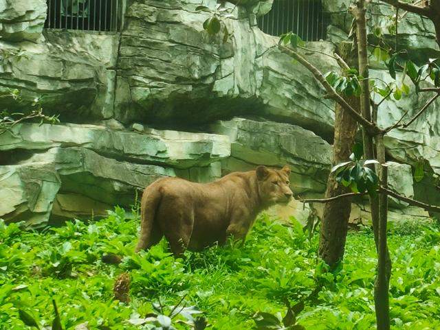 黔灵山公园狮子很邋遢？公园管理处：将改善“狮王”形象