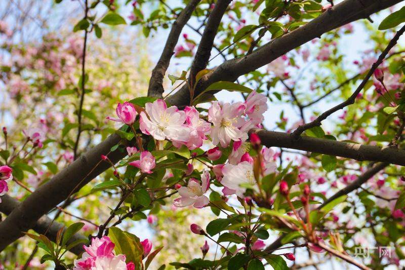 济南：花开满城，暖意融融