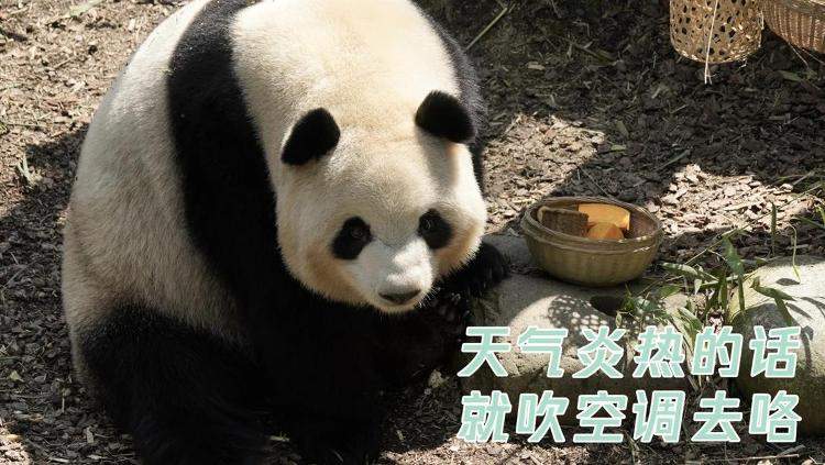 3d0d8e1c4a33b7abd20e8bdd35268224.jpg?q=65