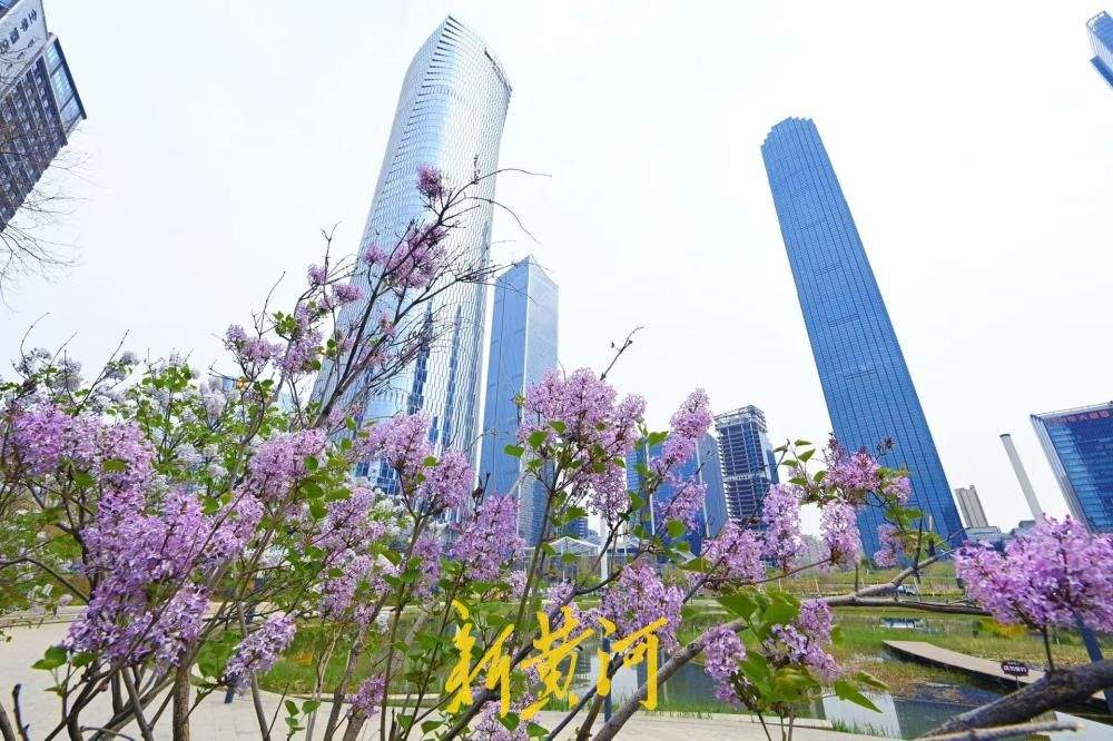济南CBD“五指山”下丁香花绽放 与城市超高层建筑交相辉映