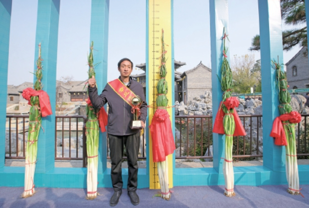 2.27米！2025年章丘“葱王”诞生 生吃都甜丝丝