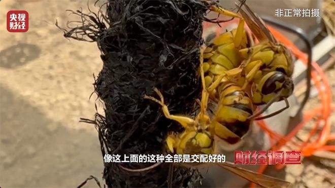 “杀人蜂”遭滥养 有人赚得盆满钵满 央视曝光