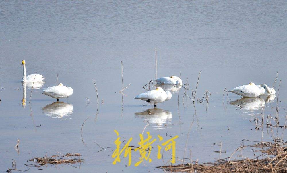 成群野生鸟落户鹊山水库沉沙池越冬