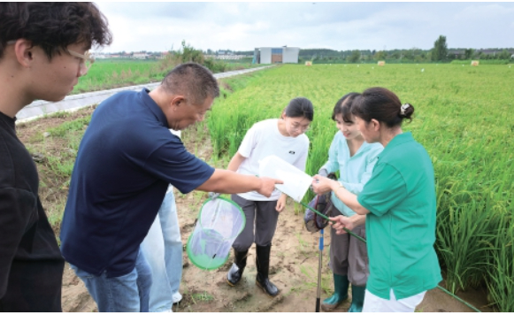 吴家堡五洲农业水稻基地 黄河大米吐金穗
