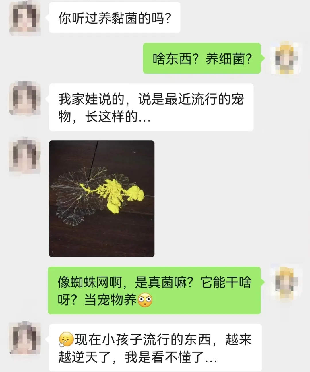 养黏菌当宠物火了，对身体有害吗？