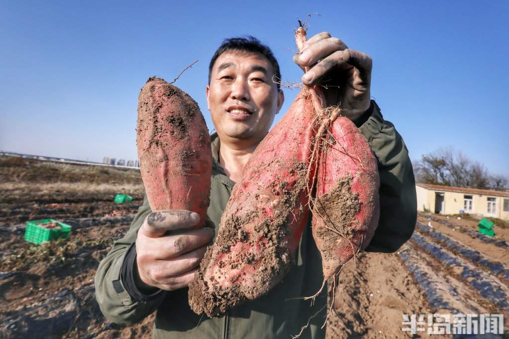 盐碱地上的“甜蜜”
