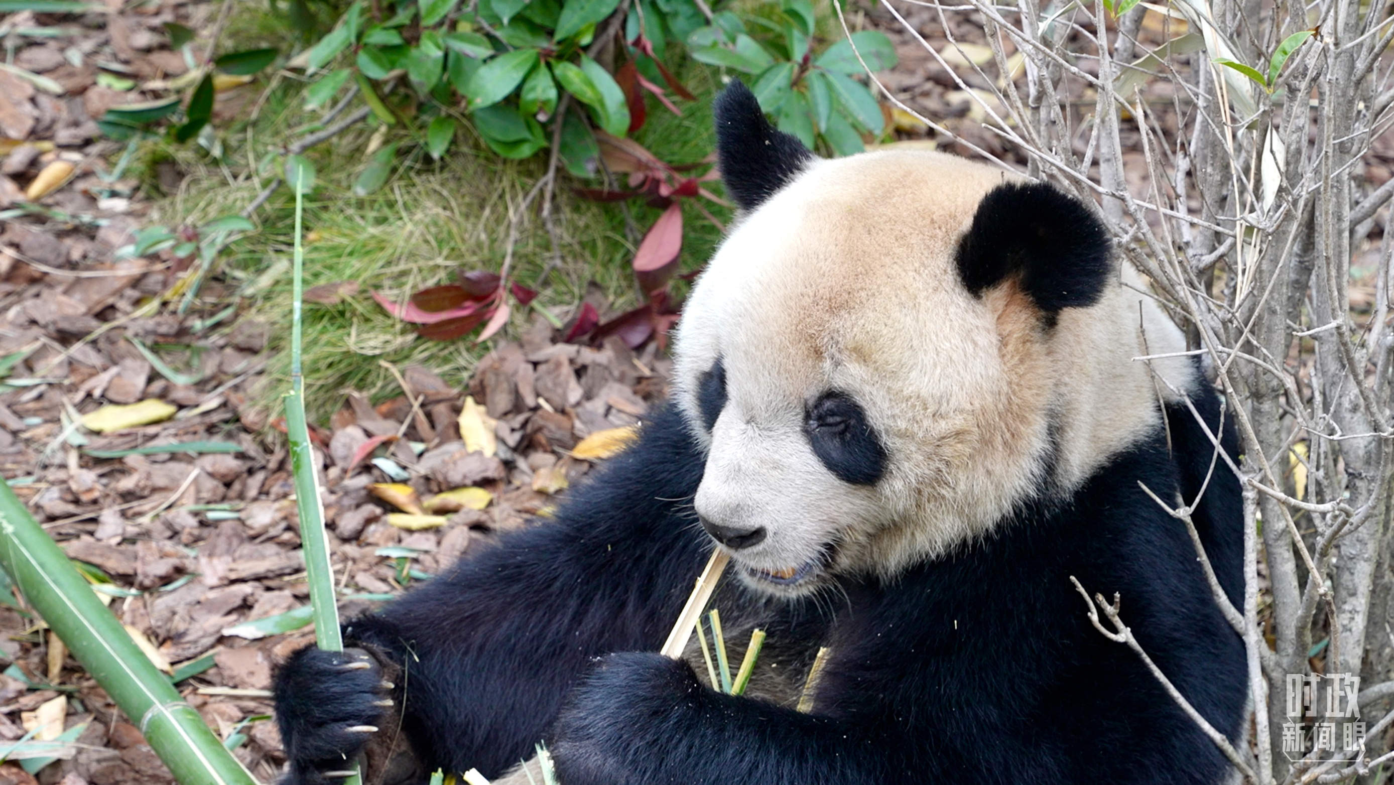 时政新闻眼丨从中法元首会晤的四个“特殊”，读懂大国相处之道