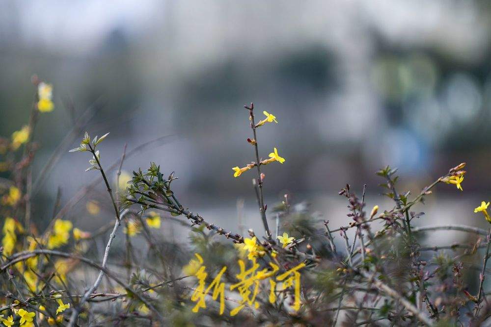 泉城冬日暖如春 护城河畔迎春花“错季”绽放