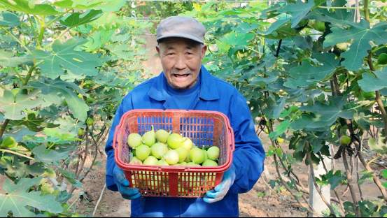融媒·见证丨曾经的工业明星村，唱起农业“致富经”——金庄村的“甜蜜转型”