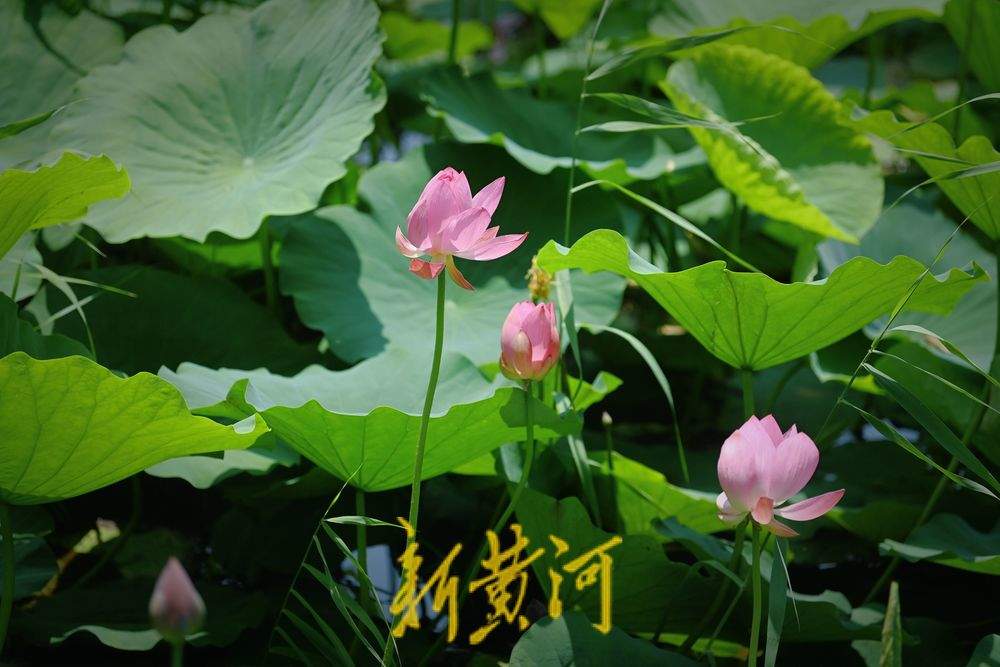 一年四季 泉在济南丨济南第一波荷花开了！森林公园众荷竞放