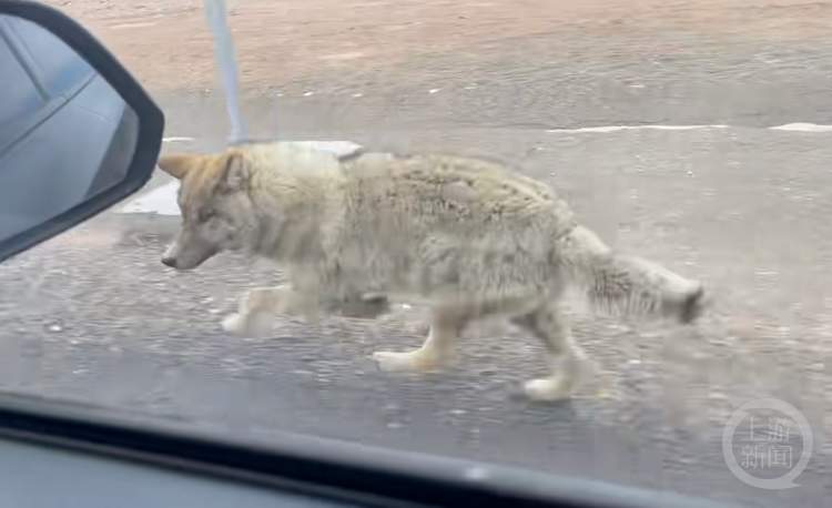 羌塘无人区野狼追逐汽车讨食？当地林草局回应