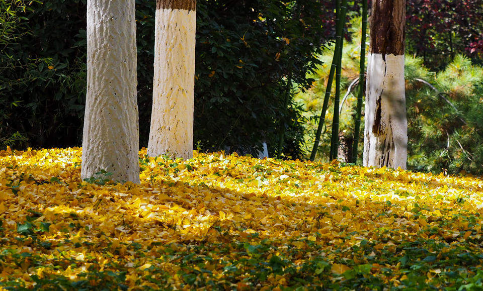 寒潮带来的美丽景色，济南五龙潭金色落叶美如锦毯