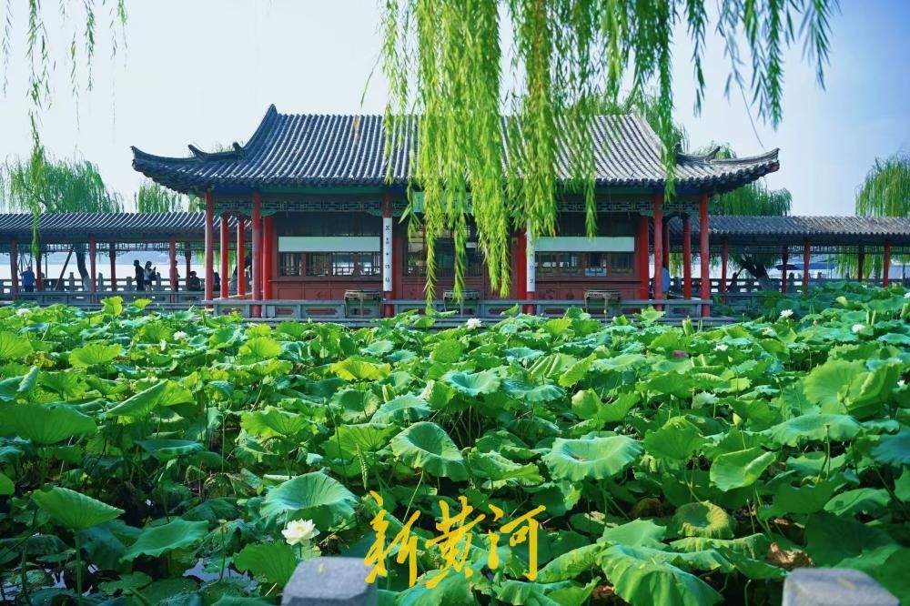 一池荷景映古亭，大明湖畔小沧浪亭荷塘美出圈