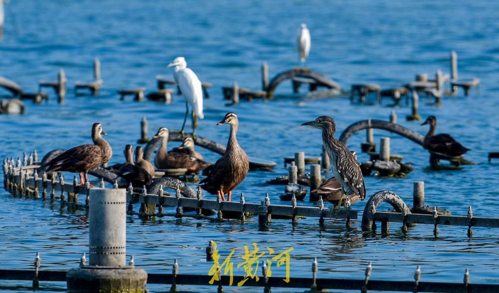 大明湖喷泉变身“避风港”，引众多野生鸟儿栖息
