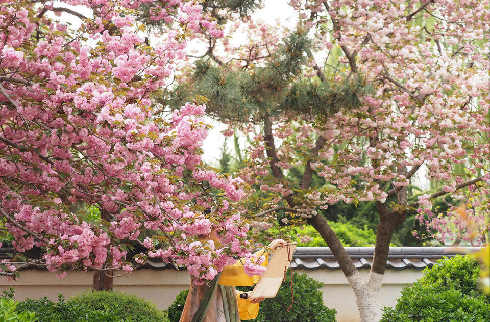 晚樱轻别春，泉城留香痕