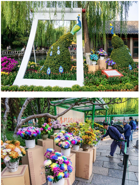 从观赏到体验：菊花雅集里的泉城秋味