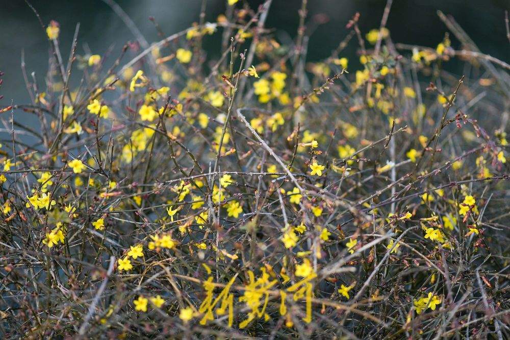 泉城冬日暖如春 护城河畔迎春花“错季”绽放