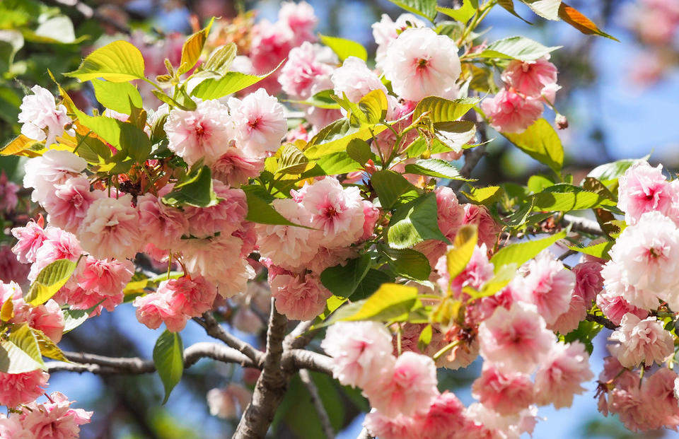 晚樱轻别春，泉城留香痕