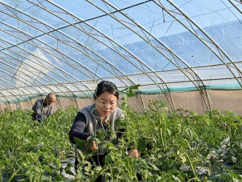 幼师辞职种大棚 她把草莓西红柿种成“抢手货”